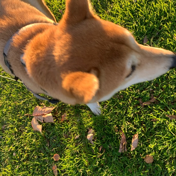 Meet your Posher, David - Picture 1 of 1